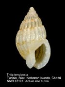 Tritia tenuicosta (5)